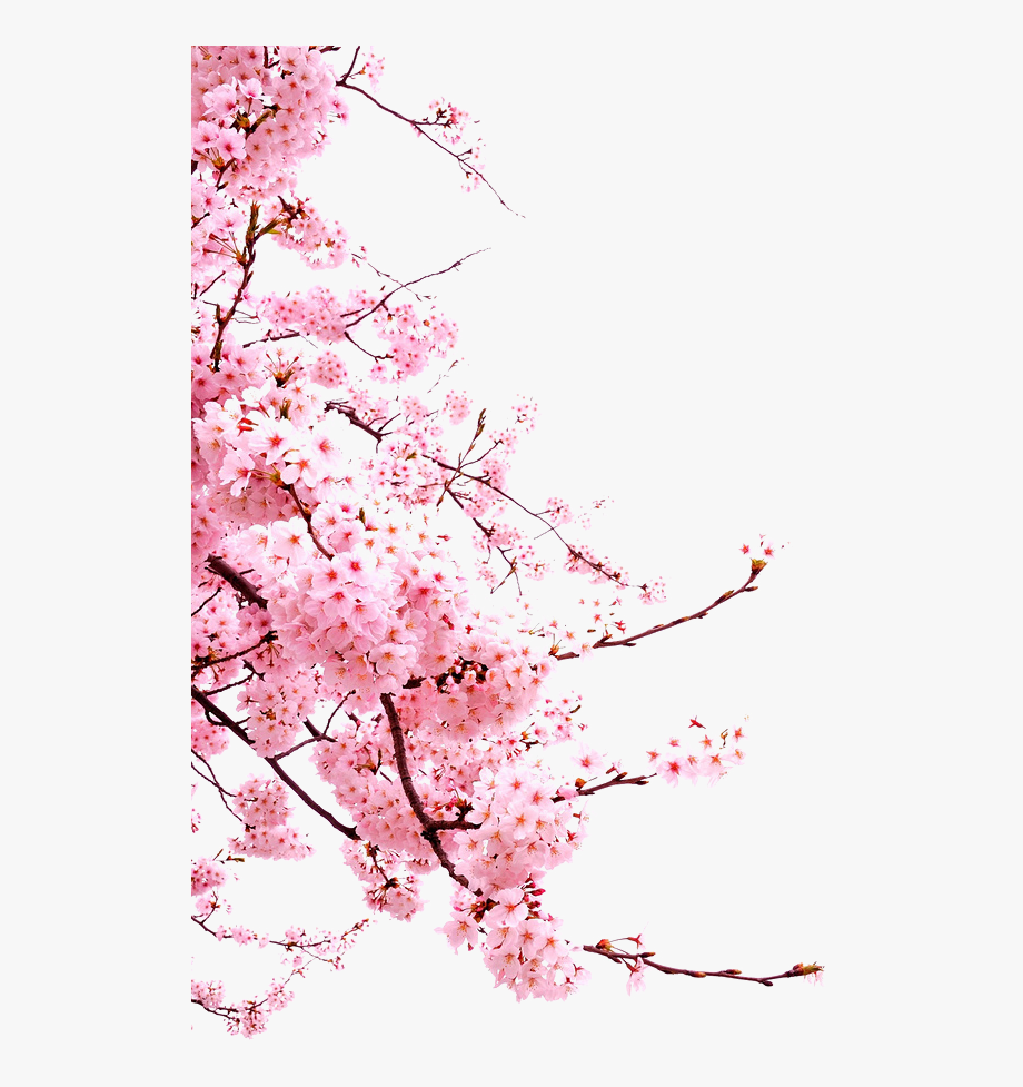 Detail Cherry Blossom Transparent Background Nomer 29