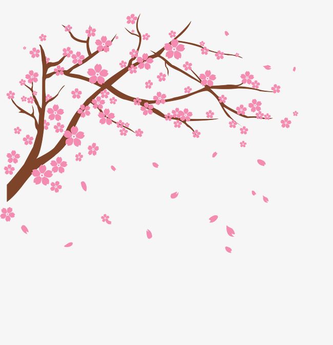 Detail Cherry Blossom Transparent Background Nomer 31