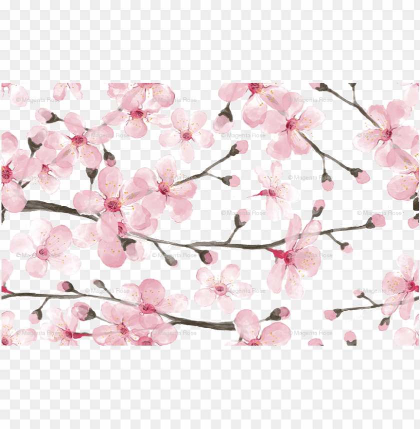 Detail Cherry Blossom Transparent Background Nomer 32