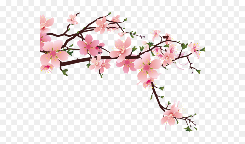 Detail Cherry Blossom Transparent Background Nomer 33