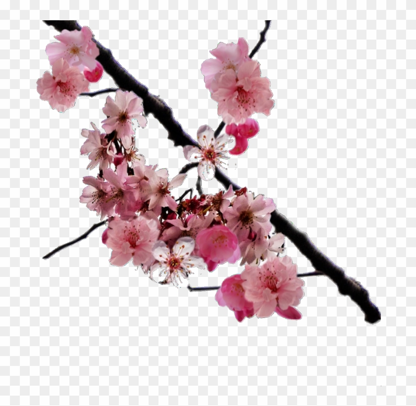 Detail Cherry Blossom Transparent Background Nomer 34