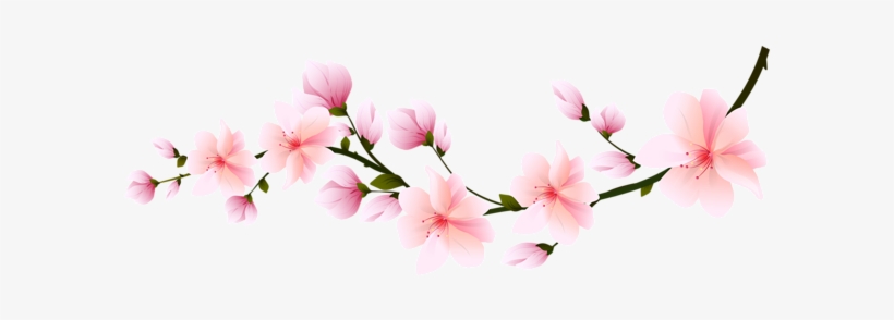 Detail Cherry Blossom Transparent Background Nomer 35