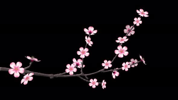 Detail Cherry Blossom Transparent Background Nomer 36