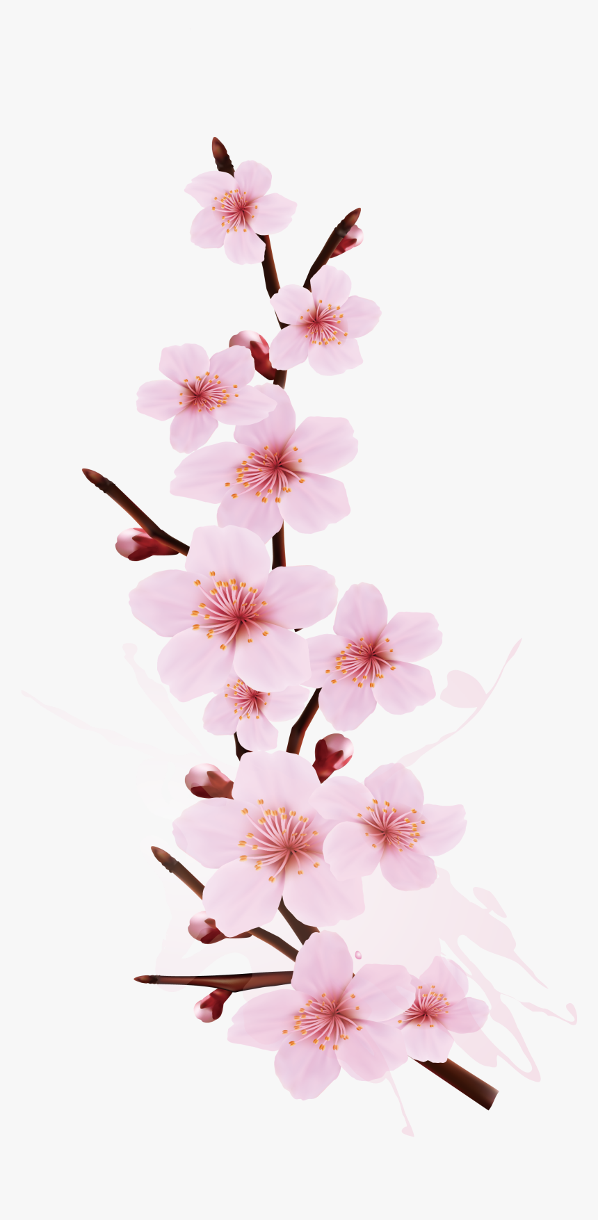 Detail Cherry Blossom Transparent Background Nomer 5