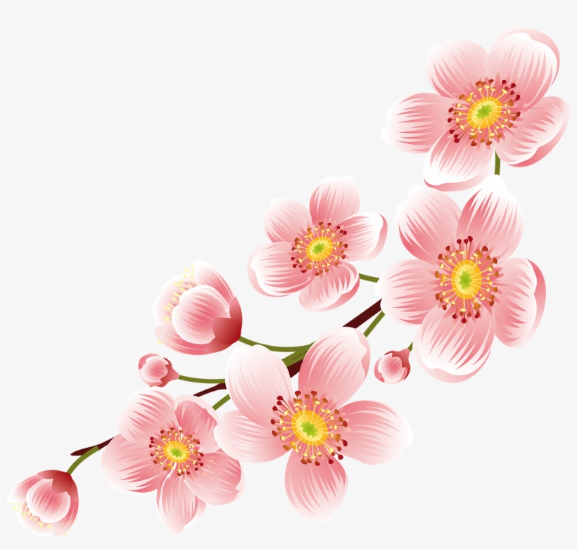 Detail Cherry Blossom Transparent Background Nomer 46