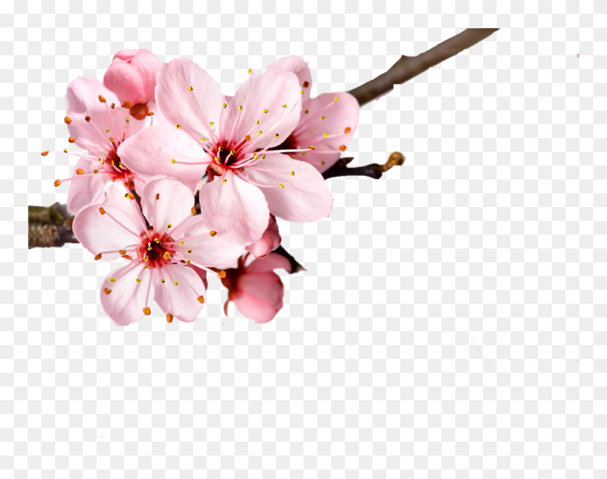 Detail Cherry Blossom Transparent Background Nomer 58