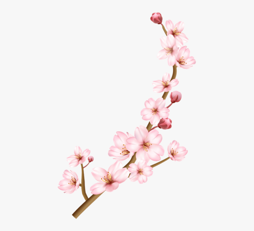 Detail Cherry Blossom Transparent Background Nomer 7