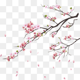 Detail Cherry Blossom Vector Png Nomer 18