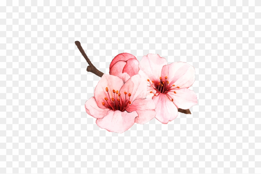 Detail Cherry Blossom Vector Png Nomer 27