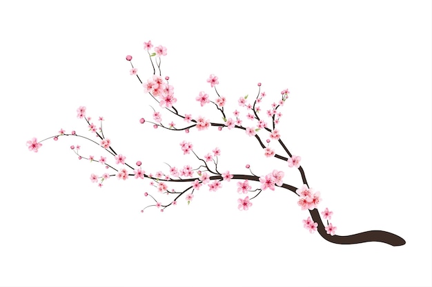 Detail Cherry Blossom Vector Png Nomer 30