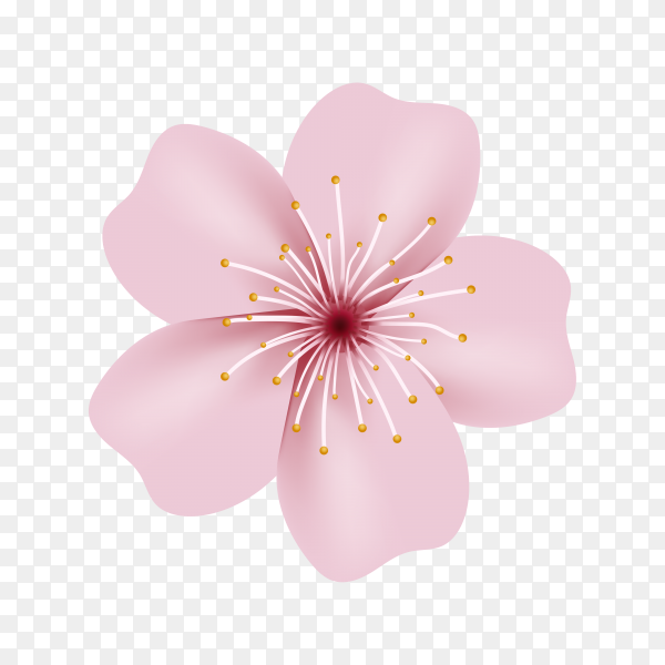 Detail Cherry Blossom Vector Png Nomer 8