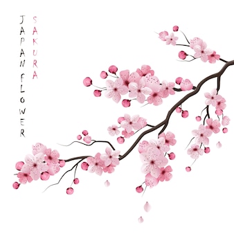 Detail Cherry Blossom Vector Png Nomer 9