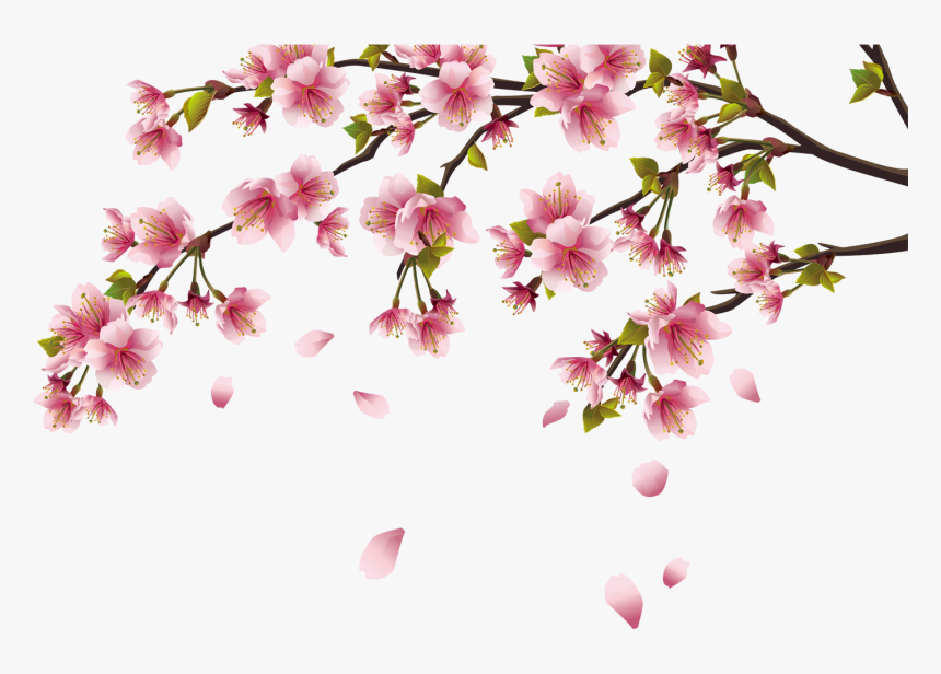 Detail Cherry Blossoms Png Nomer 12