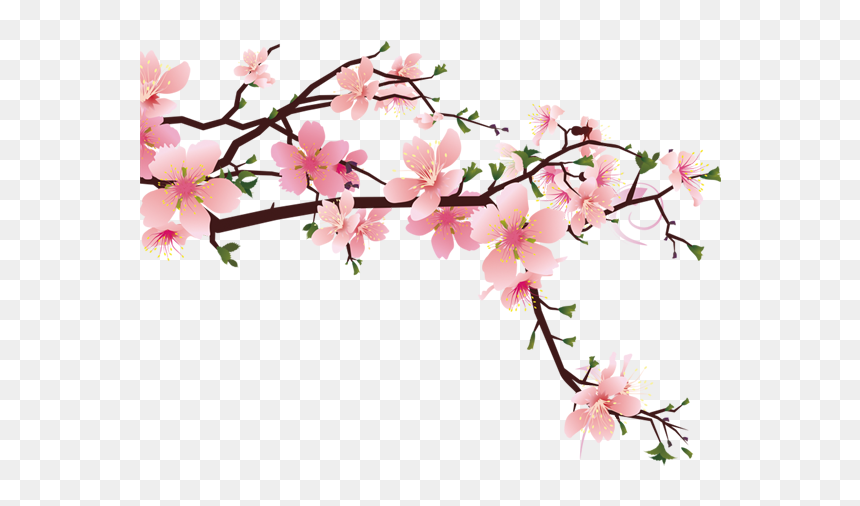 Detail Cherry Blossoms Png Nomer 14