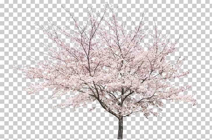 Detail Cherry Blossoms Png Nomer 20