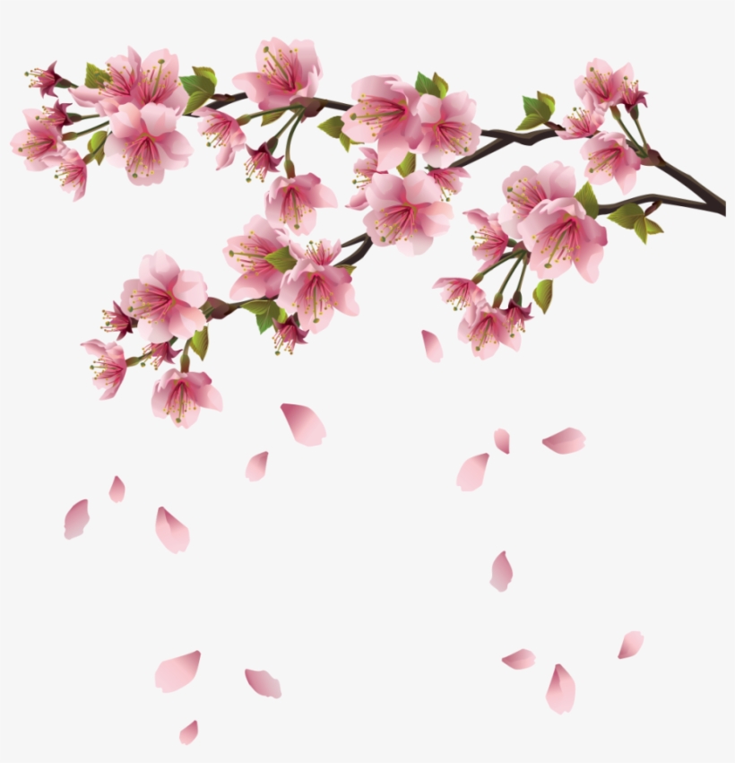 Detail Cherry Blossoms Png Nomer 27