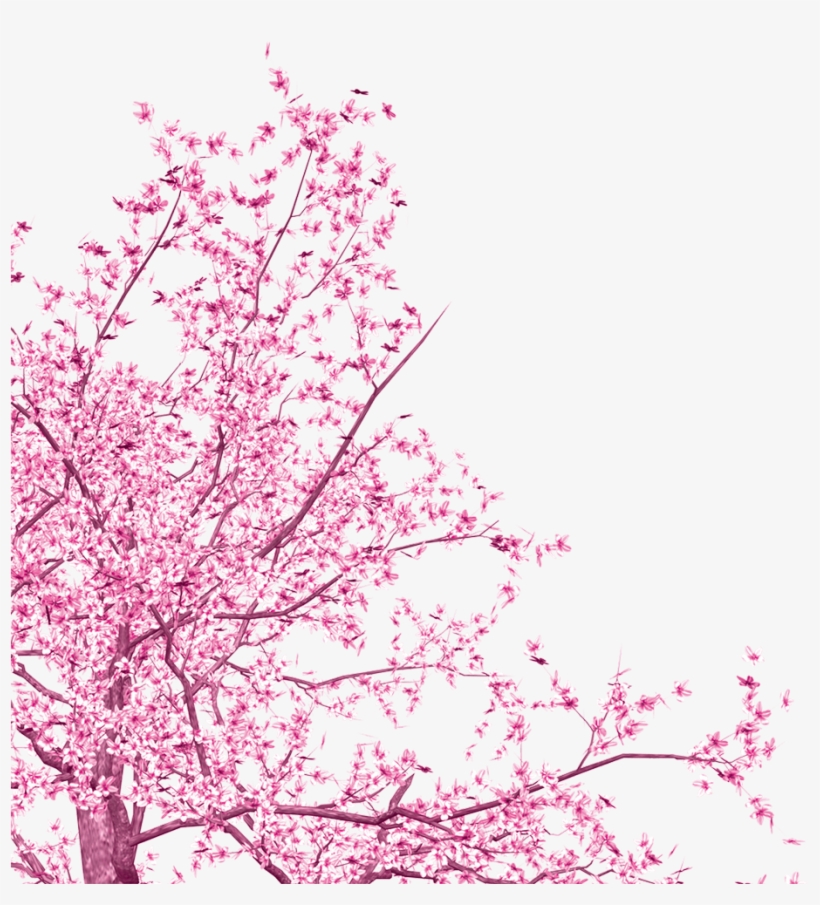 Detail Cherry Blossoms Png Nomer 34
