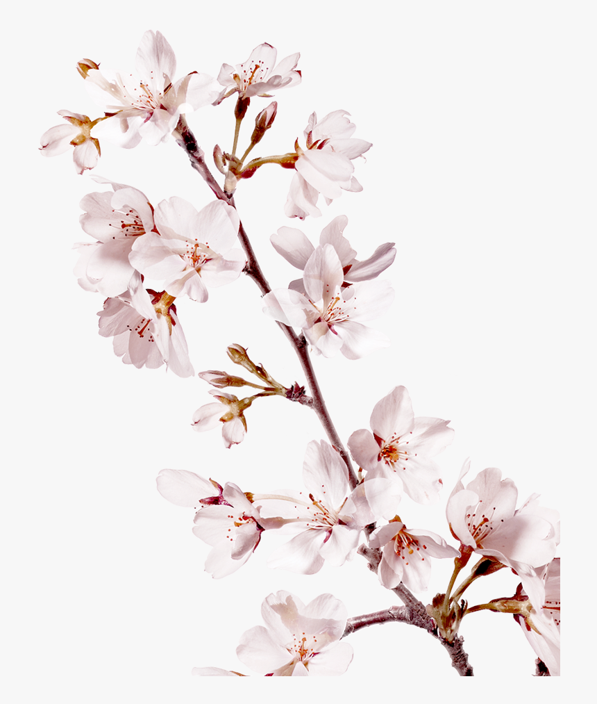 Detail Cherry Blossoms Png Nomer 39