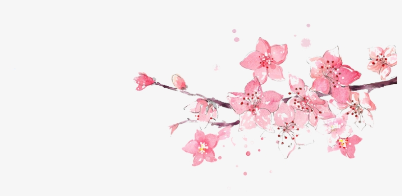 Detail Cherry Blossoms Png Nomer 40