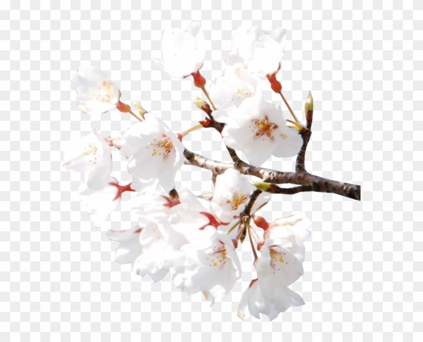 Detail Cherry Blossoms Png Nomer 47