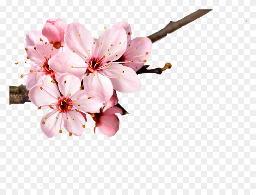 Detail Cherry Blossoms Png Nomer 53