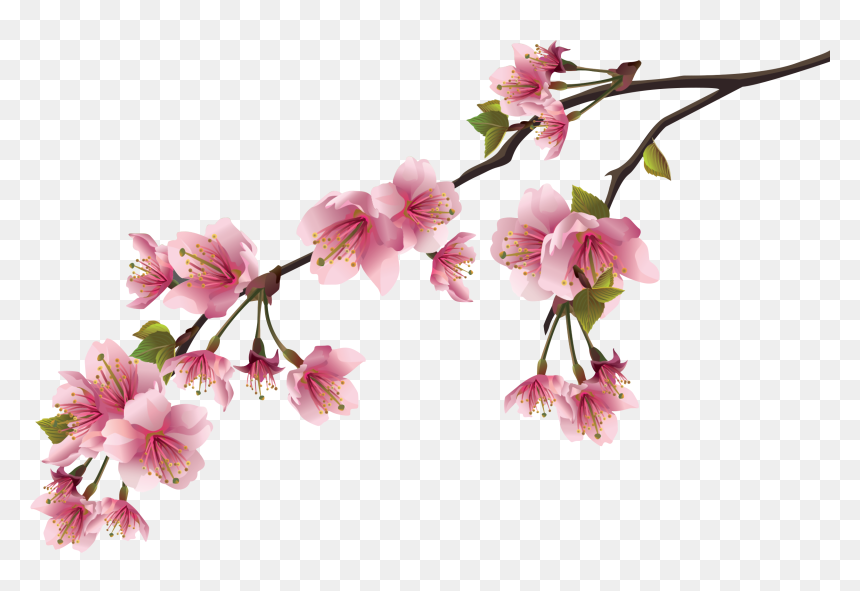 Detail Cherry Blossoms Png Nomer 56