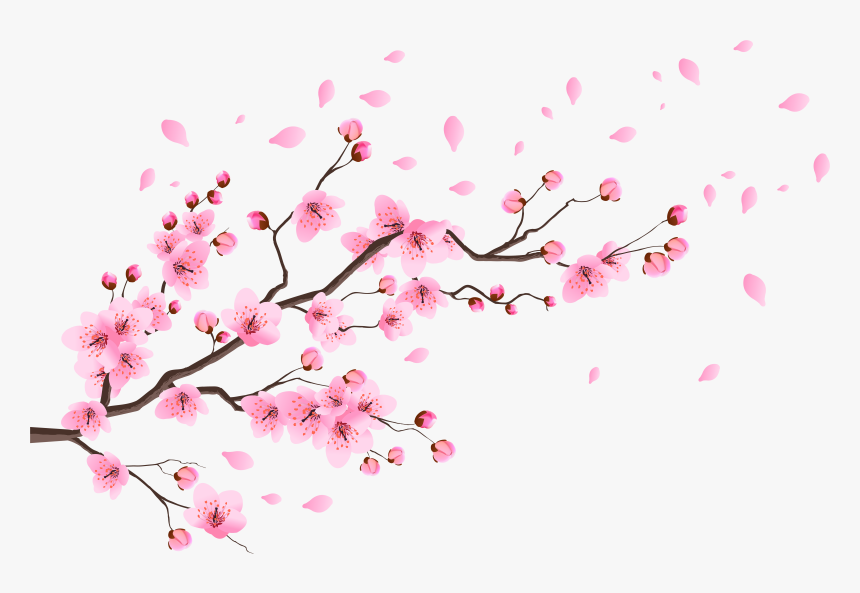 Detail Cherry Blossoms Png Nomer 58