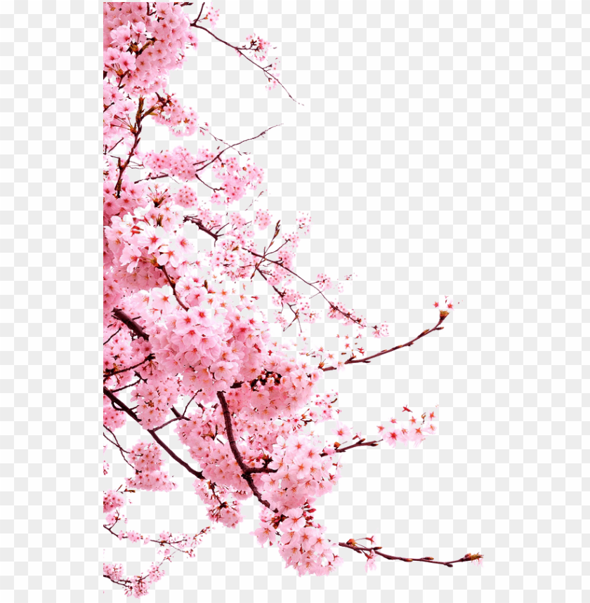 Detail Cherry Blossoms Png Nomer 10