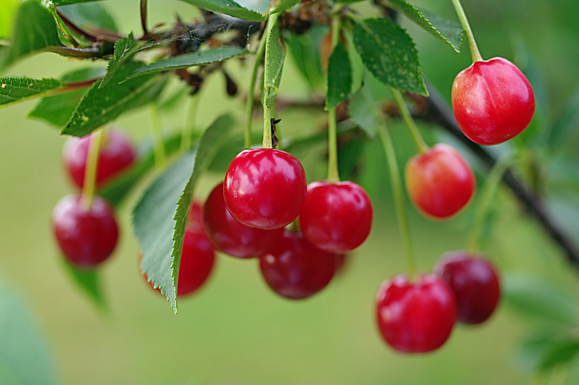 Detail Cherry Download Nomer 8