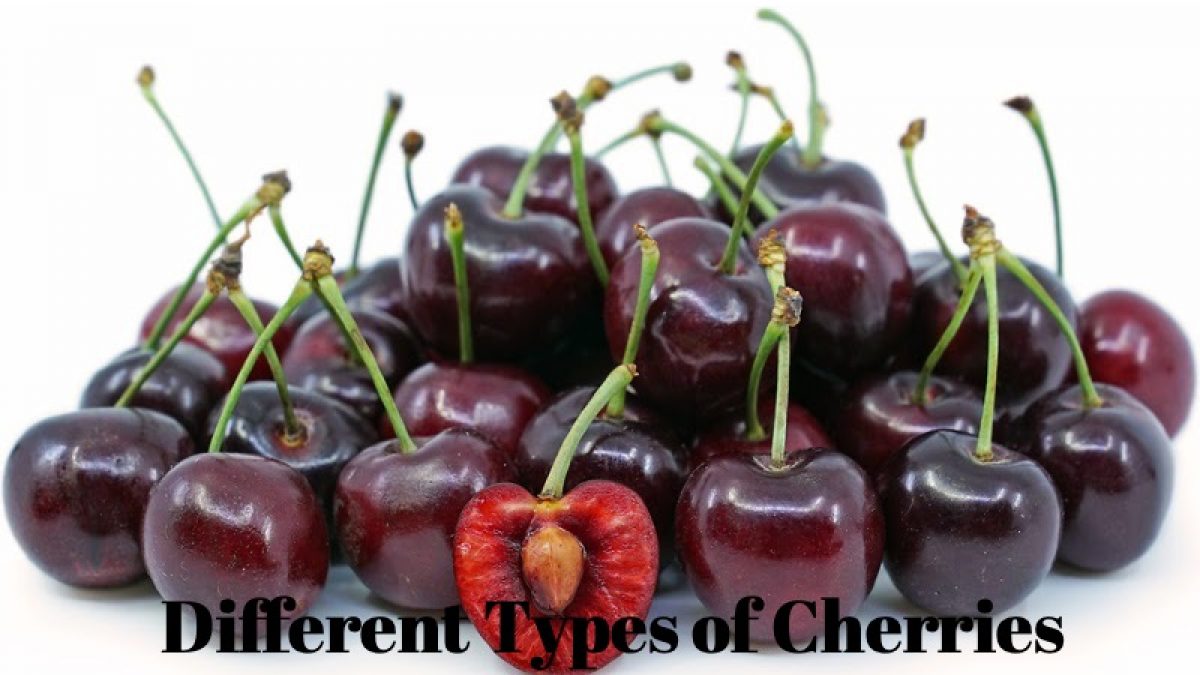 Detail Cherry Image Nomer 21