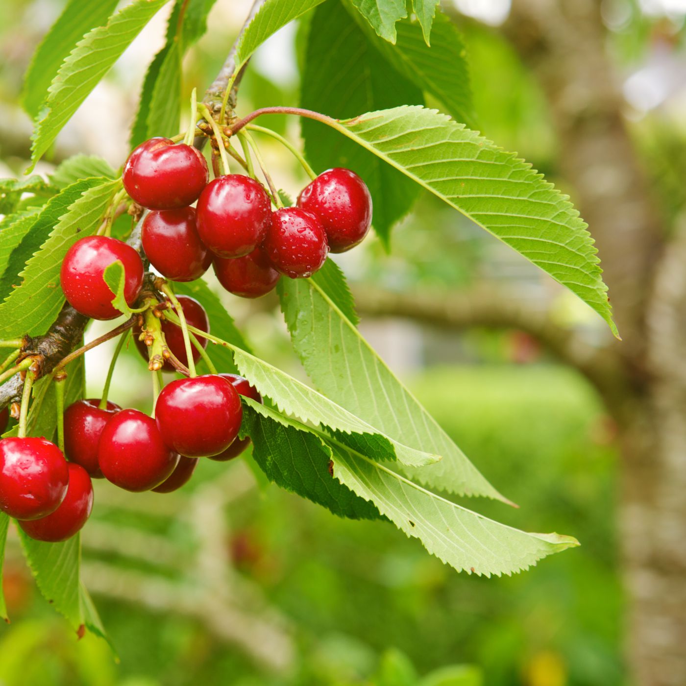 Detail Cherry Image Nomer 23
