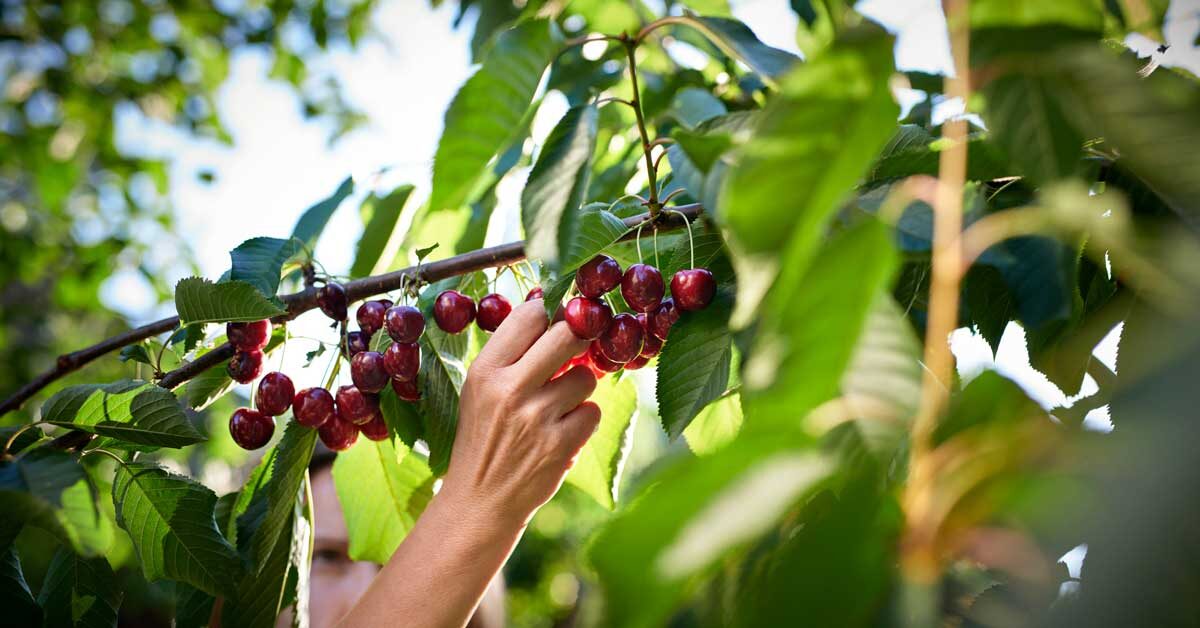 Detail Cherry Image Nomer 28