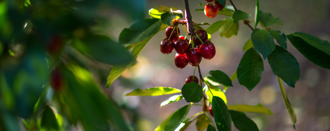 Detail Cherry Image Nomer 47