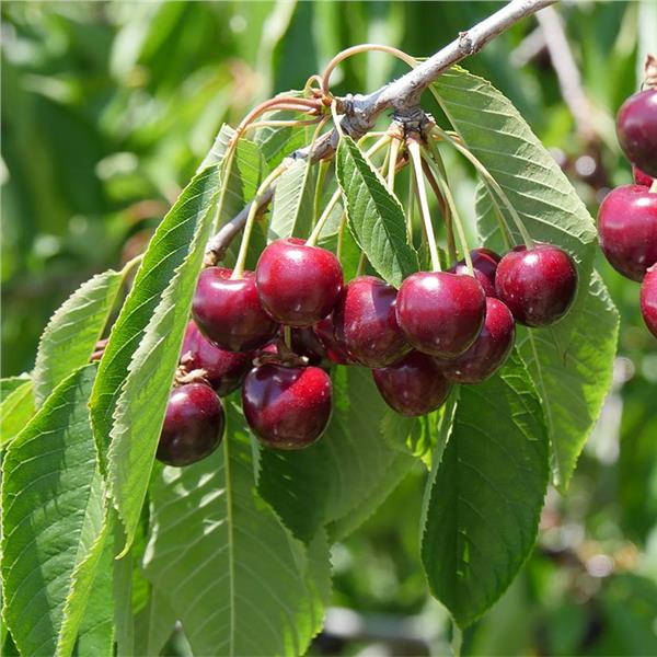 Detail Cherry Images Nomer 25