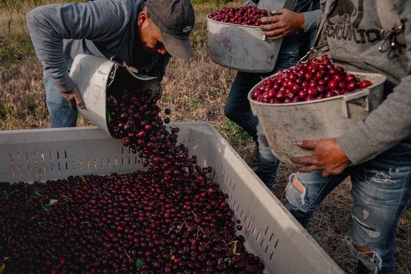 Detail Cherry Images Nomer 27