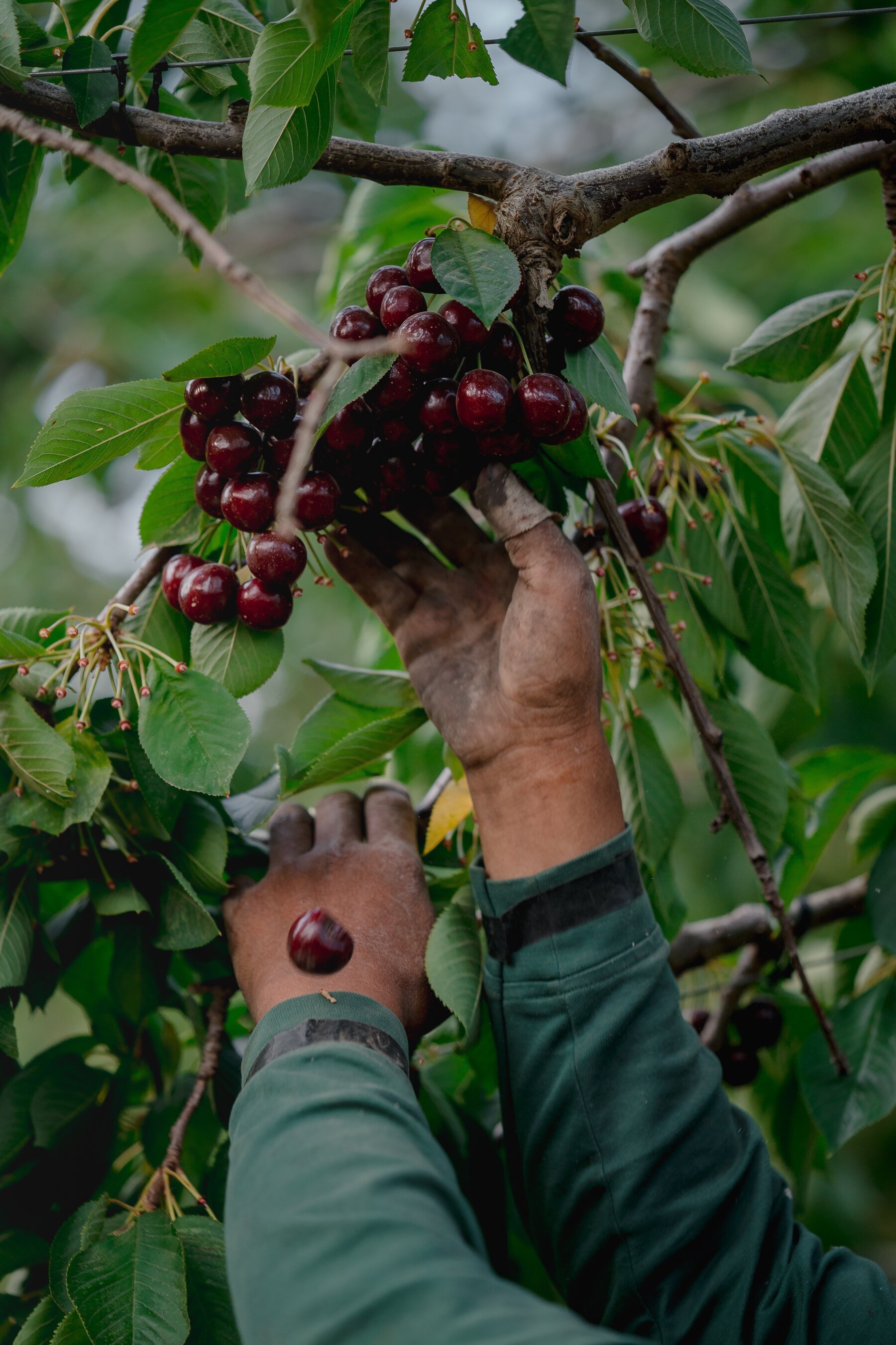 Detail Cherry Images Nomer 34