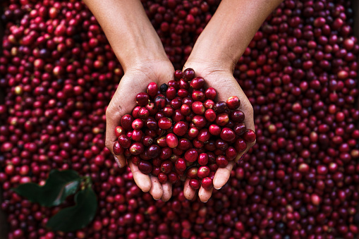 Detail Cherry Images Nomer 44