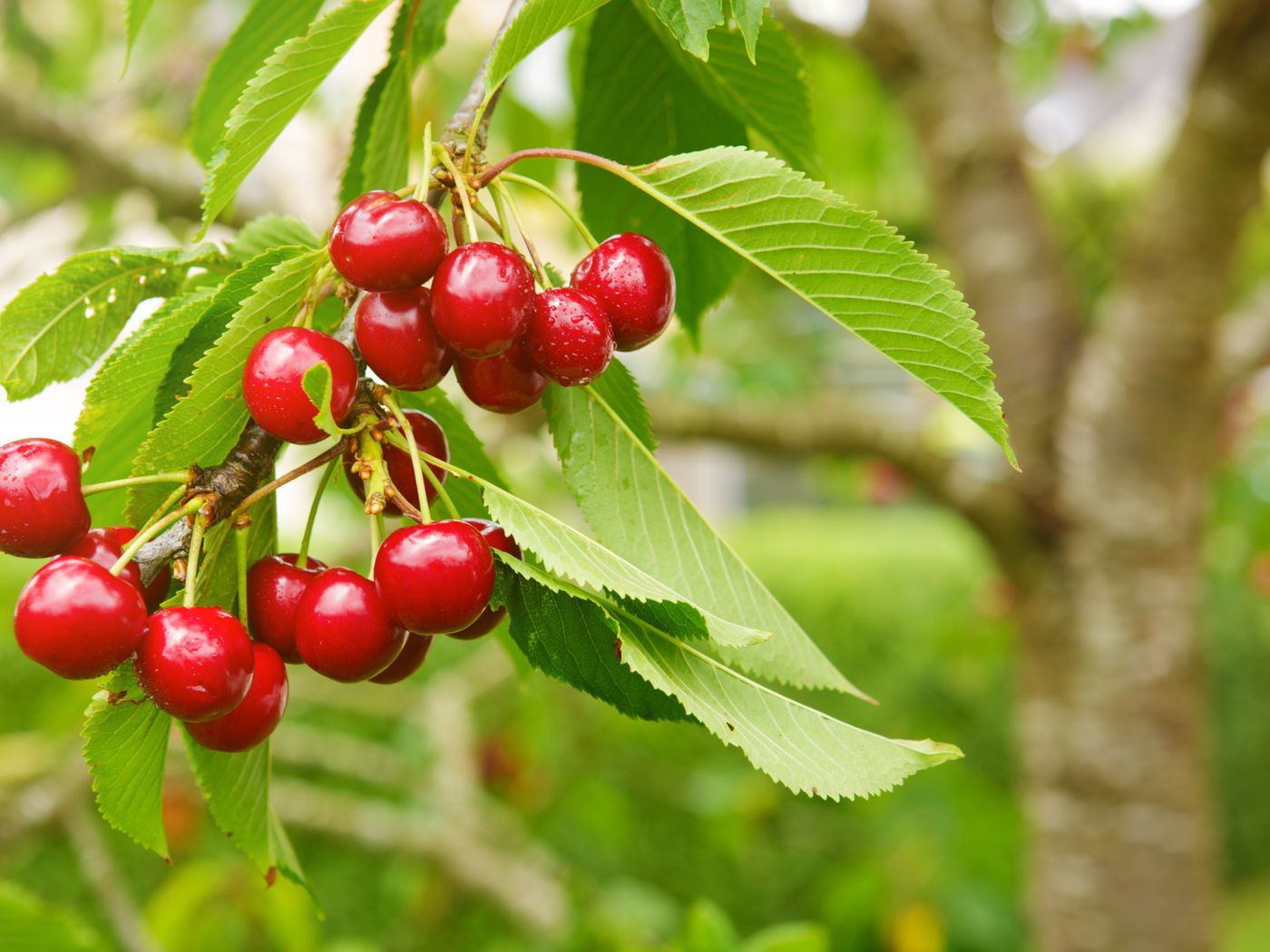 Detail Cherry Pic Nomer 32