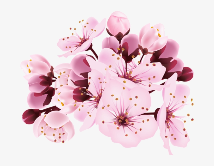 Detail Cherry Transparent Background Nomer 49