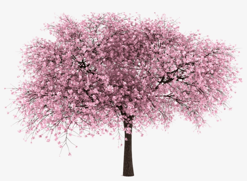 Cherry Tree Png - KibrisPDR