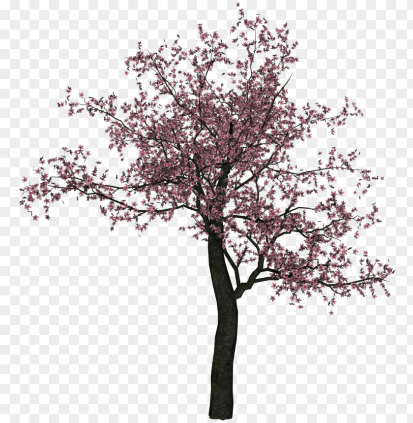 Detail Cherry Tree Png Nomer 2