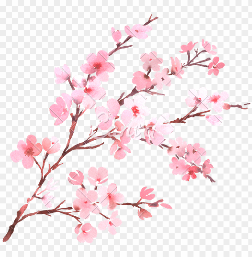 Detail Cherry Tree Png Nomer 12