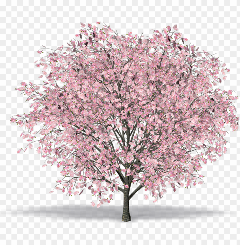 Detail Cherry Tree Png Nomer 14