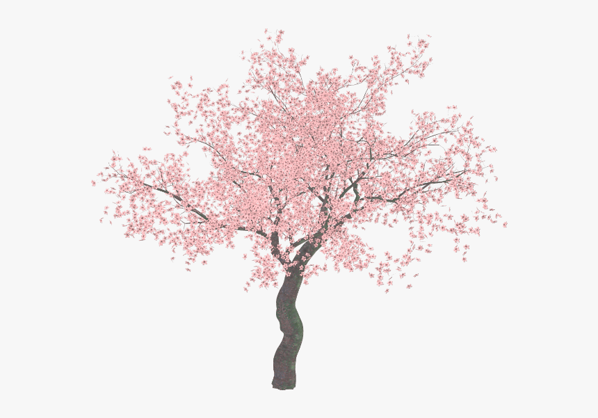 Detail Cherry Tree Png Nomer 15