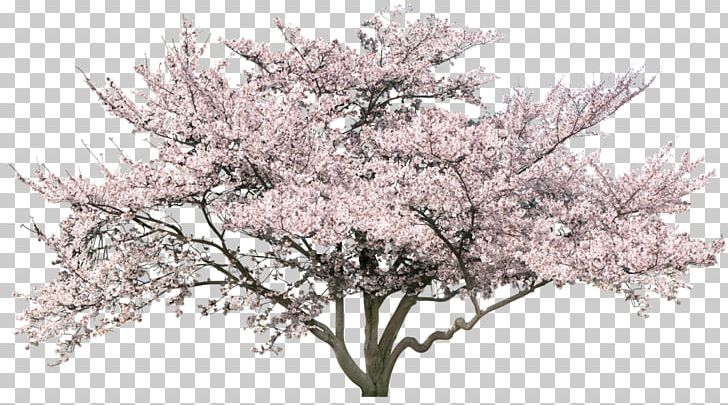 Detail Cherry Tree Png Nomer 18
