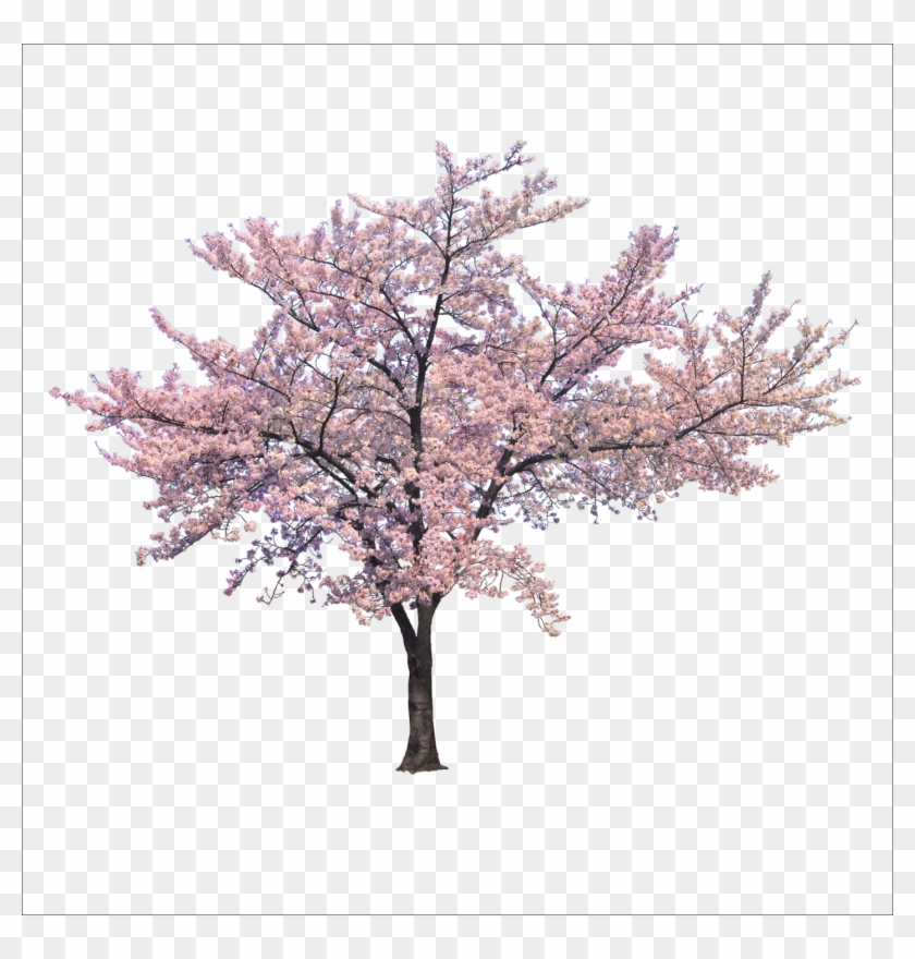 Detail Cherry Tree Png Nomer 19