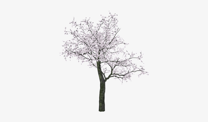 Detail Cherry Tree Png Nomer 27