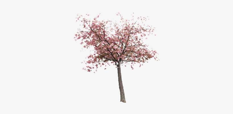 Detail Cherry Tree Png Nomer 4