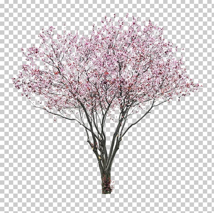 Detail Cherry Tree Png Nomer 31