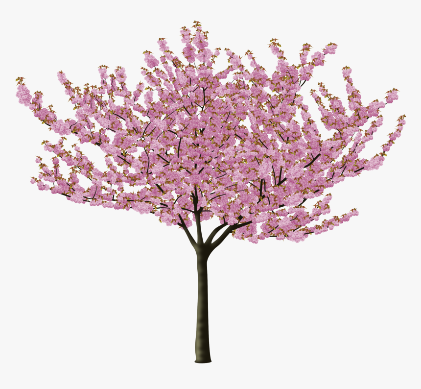 Detail Cherry Tree Png Nomer 33